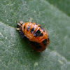 Chinita Arlequín (Pupa) / Asian Lady Beetle (Pupa)