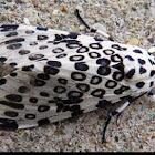 Giant Leopard Moth