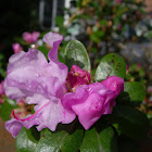 Rododendro. Rhododendron