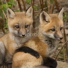 by Kelly Goode - Animals Other