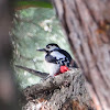 Great Spotted Woodpecker; Pico picapinos