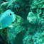 Four-Eye Butterflyfish