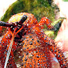 Red Hairy or White Spotted Hermit Crab