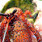 Red Hairy or White Spotted Hermit Crab