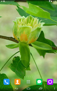 How to install Tulip Tree Live Wallpaper lastet apk for bluestacks