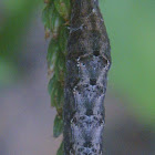 Rustic Quaker caterpillar