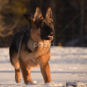 throw the stick..! by Kristin Smestad - Animals - Dogs Running