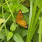 Common Brown Butterfly