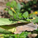 Eastern Pondhawk Dragonfly (female)