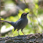 Gray Catbird