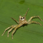 Jolly Telamonia Spider, Female