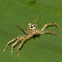 Jolly Telamonia Spider, Female