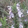 Andalucia Thyme (Thymbra capitata)