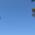 Dragonfly Swarm