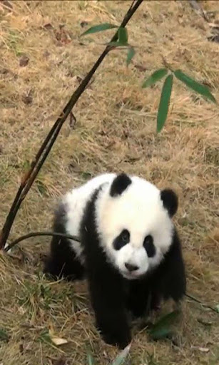 免費下載個人化APP|Panda live wallpaper app開箱文|APP開箱王