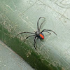 Red Back Spider (Female)