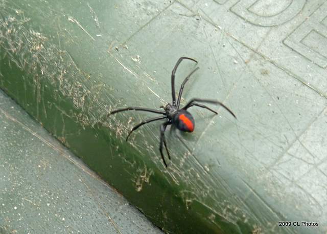 Red Back Spider (Female)