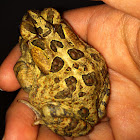 Southern Toad