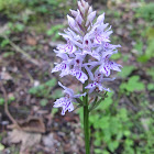 Irish spotted  orchid