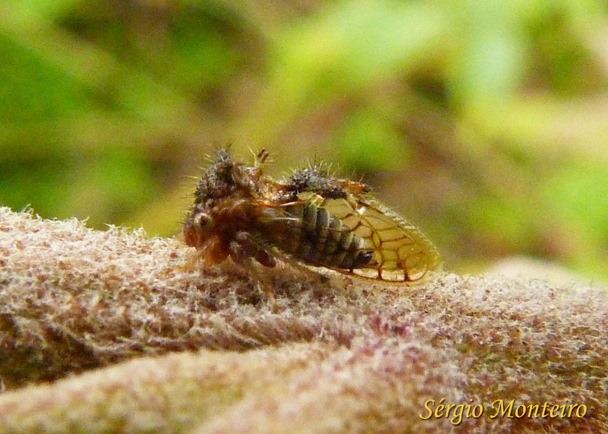 Membracid Treehopper