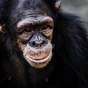 by Binoka Nadiranga - Animals Other Mammals