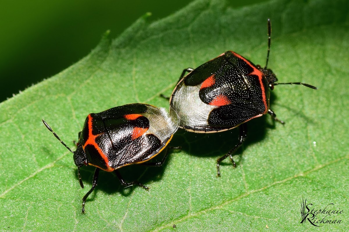 Twice-stabbed Stink Bug