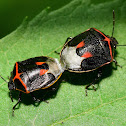 Twice-stabbed Stink Bug