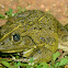 Indian bullfrog