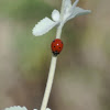 Seven Spotted Ladybug