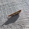 Common Grass Moth