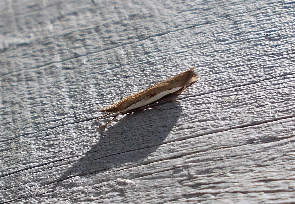 Common Grass Moth