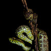 Malabar pit viper