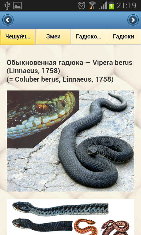 EcoGuide: Russian Reptiles Screen 3