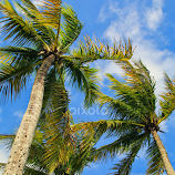 Palm Trio by Roberta Janik -  