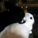 Snuggle bunny
