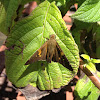 Silver Spotted Skipper