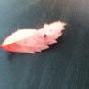 Red leaf