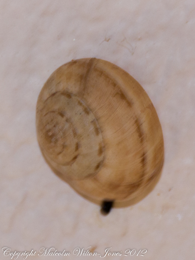 Oxychilus Snail