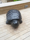 Sköldpaddan