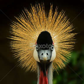 Crowned Crane by Arsalan Sandhila - Animals Birds