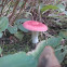 Russula Emetica