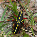Eastern Lubber Grasshopper (immature)