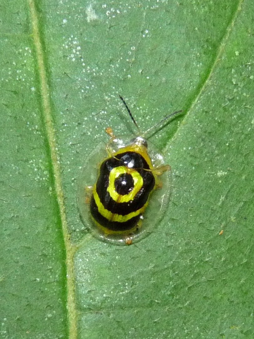 Tortoise beetle