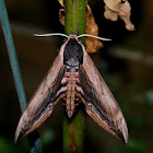 Privet Hawk Moth