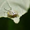 Wild olive tortoise leaf beetle