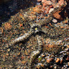 Reef-crest Brittle Starfish