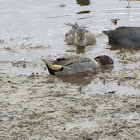 Green-winged teal?