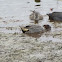 Green-winged teal?