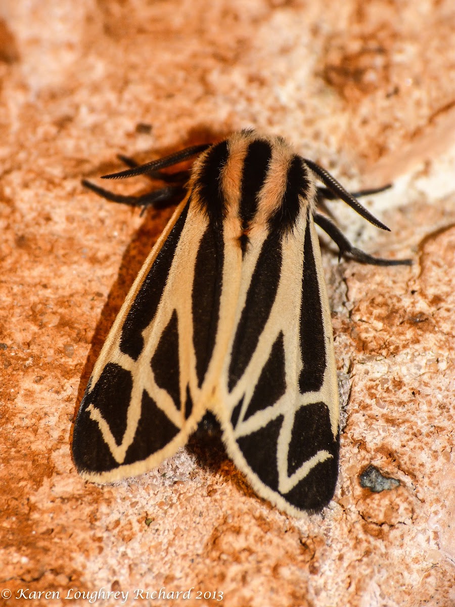 Harnessed tiger moth (male)