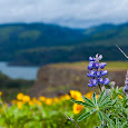 Columbia River Gorge Watch